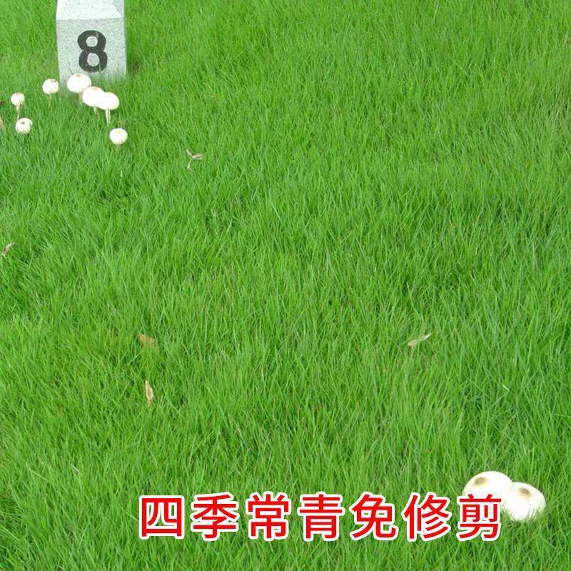 进口早熟禾草坪草籽矮生四季常青庭院别墅耐寒绿化护坡草皮种
