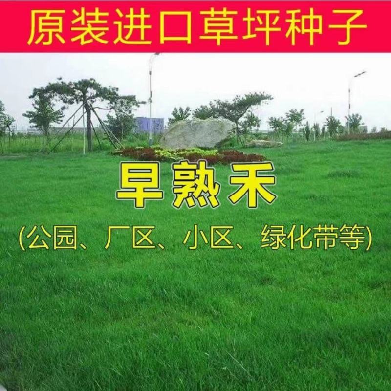 进口早熟禾草坪草籽矮生四季常青庭院别墅耐寒绿化护坡草皮种