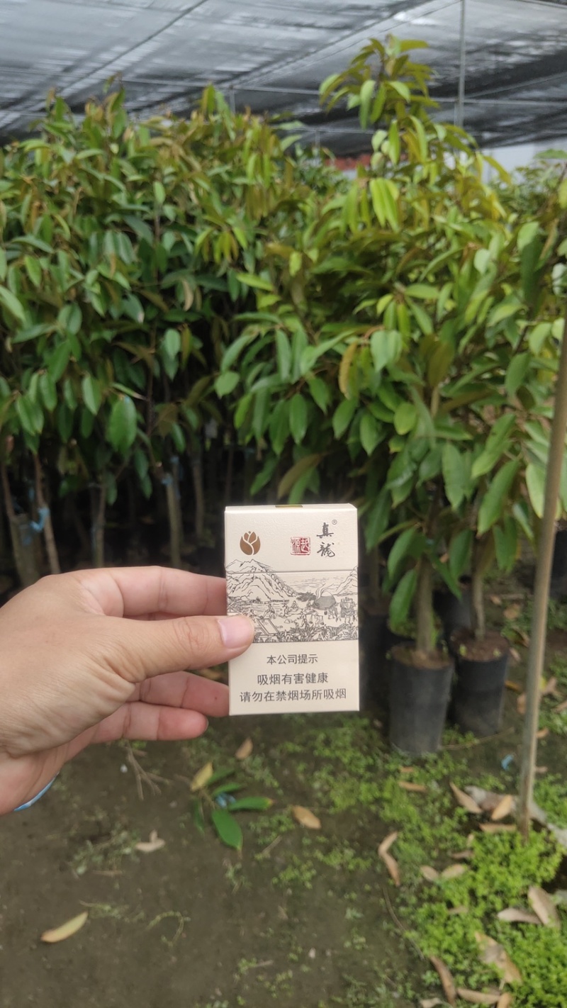 榴莲苗
