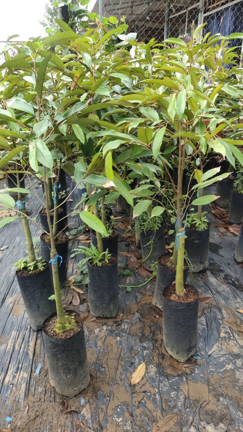 榴莲苗