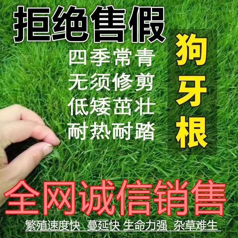 四季草坪种子进口草种子油草种子草籽抗旱固土狗牙根养鱼专用
