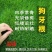 四季草坪种子进口草种子油草种子草籽抗旱固土狗牙根养鱼专用
