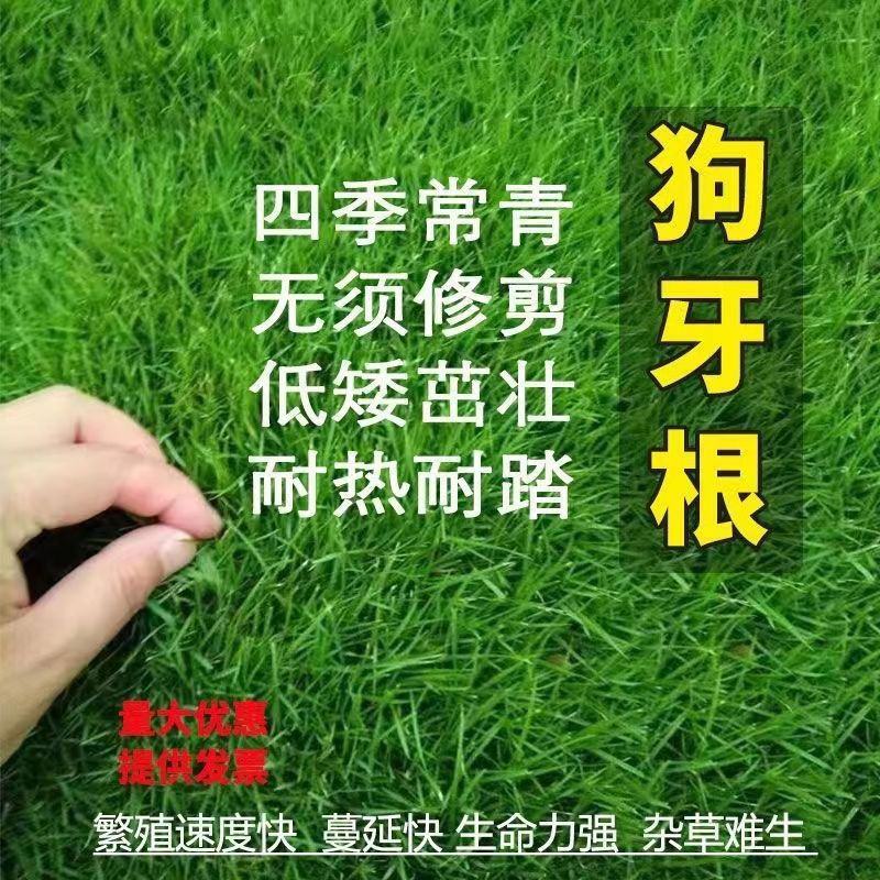 四季草坪种子进口草种子油草种子草籽抗旱固土狗牙根养鱼专用