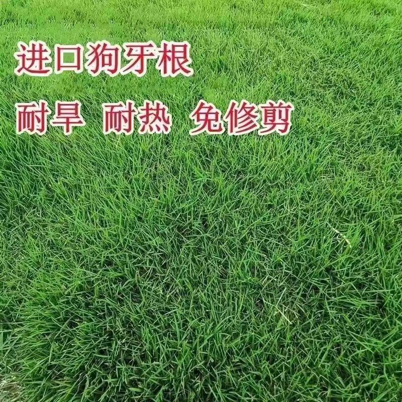 四季草坪种子进口草种子油草种子草籽抗旱固土狗牙根养鱼专用