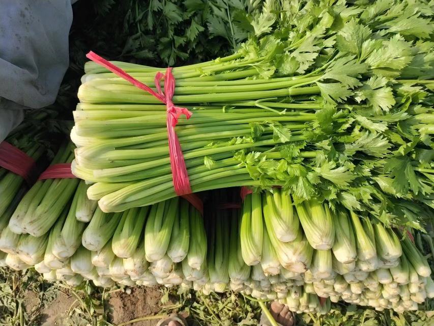 西红柿炒西芹成品图