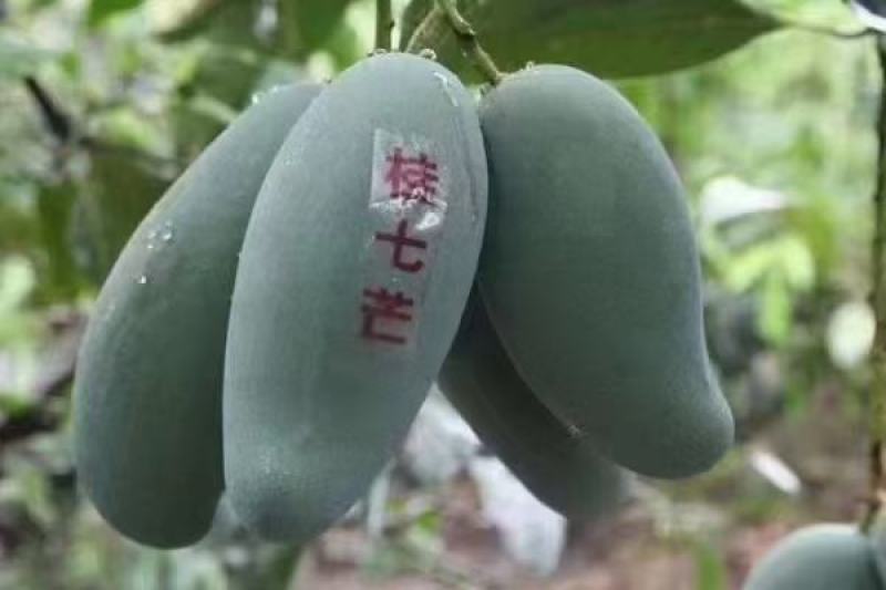 桂七香芒田东县大量上市一手货源承接电商落地配