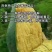 桂七香芒田东县大量上市一手货源承接电商落地配