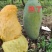 桂七香芒田东县大量上市一手货源承接电商落地配