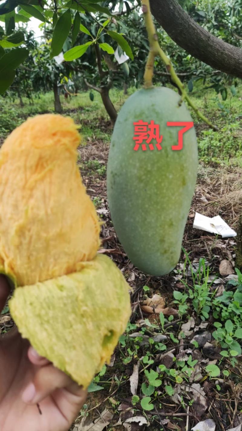 桂七香芒田东县大量上市一手货源承接电商落地配
