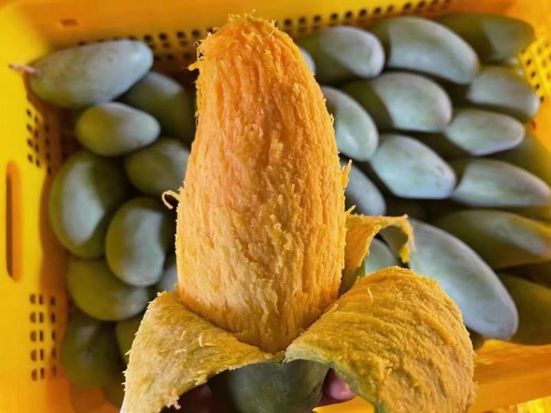 桂七香芒田东县大量上市一手货源承接电商落地配