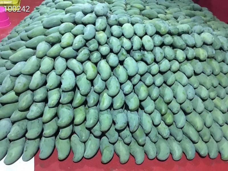 桂七香芒田东县大量上市一手货源承接电商落地配