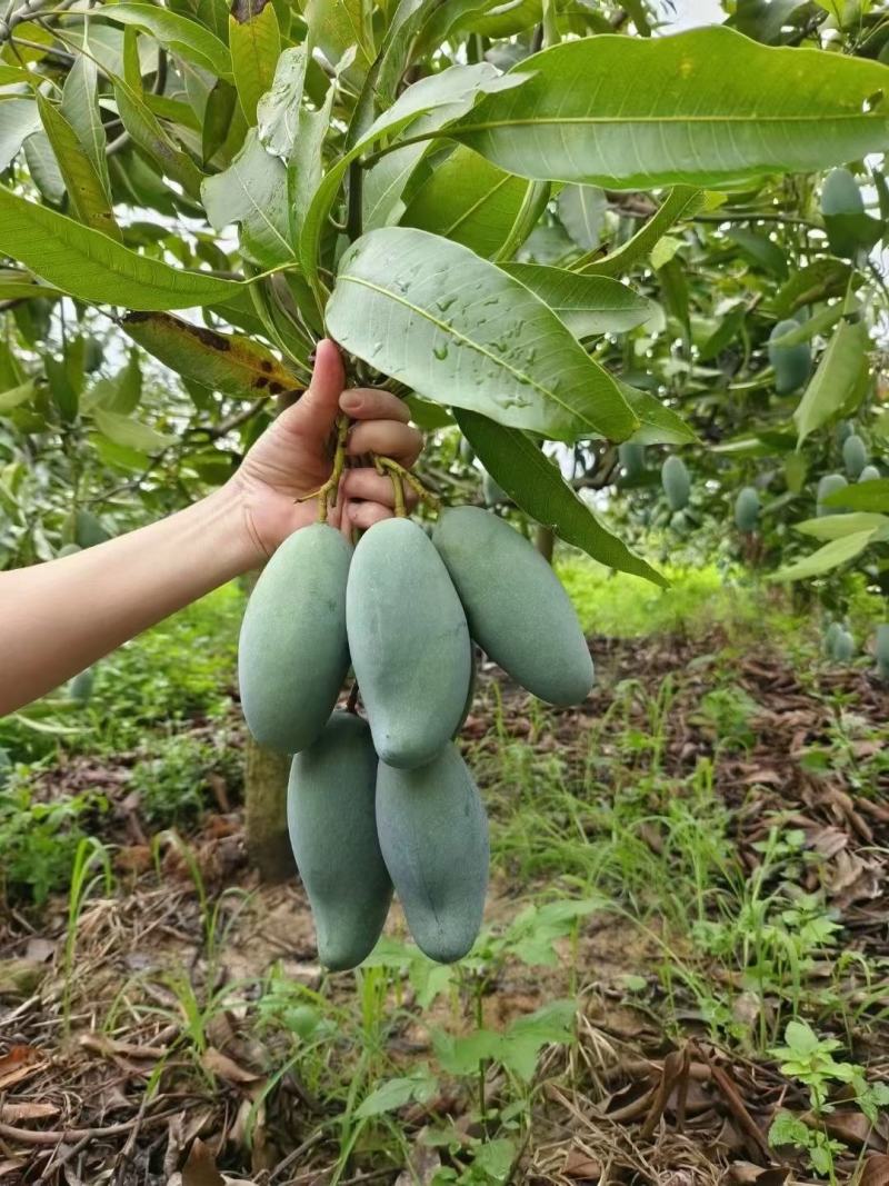桂七香芒田东县大量上市一手货源承接电商落地配