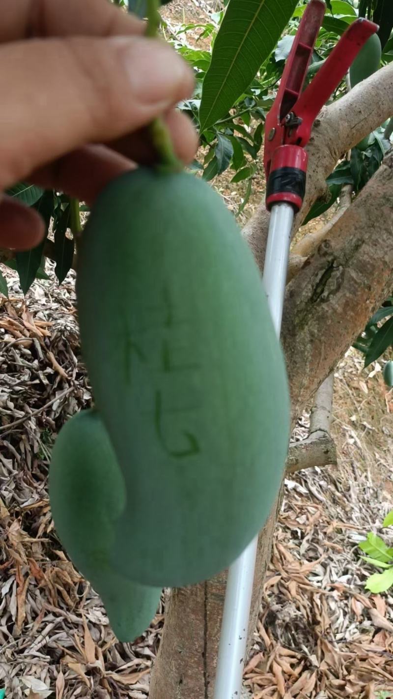 桂七香芒田东县大量上市一手货源承接电商落地配