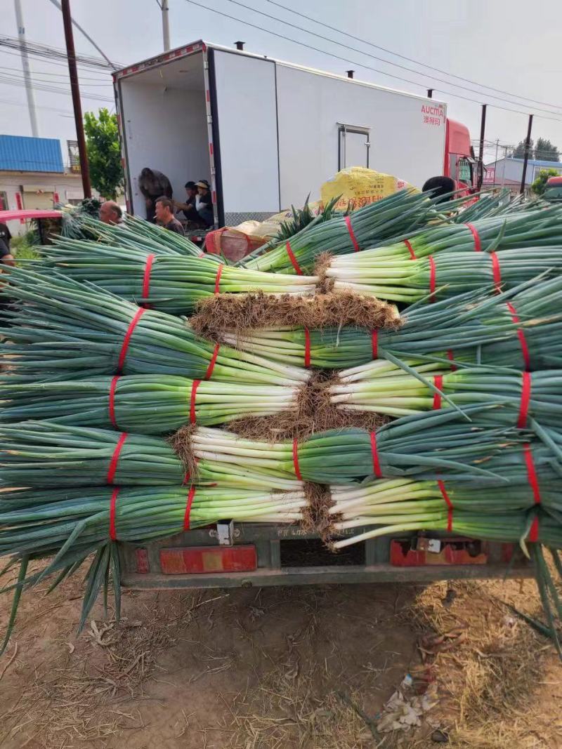 河南焦作地膜钢葱大量上市货源充足欢迎全国客商前来