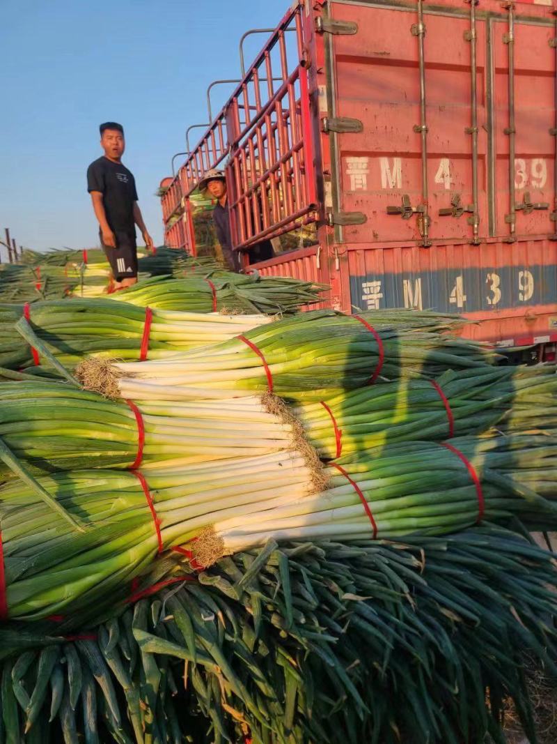 河南焦作地膜钢葱大量上市货源充足欢迎全国客商前来