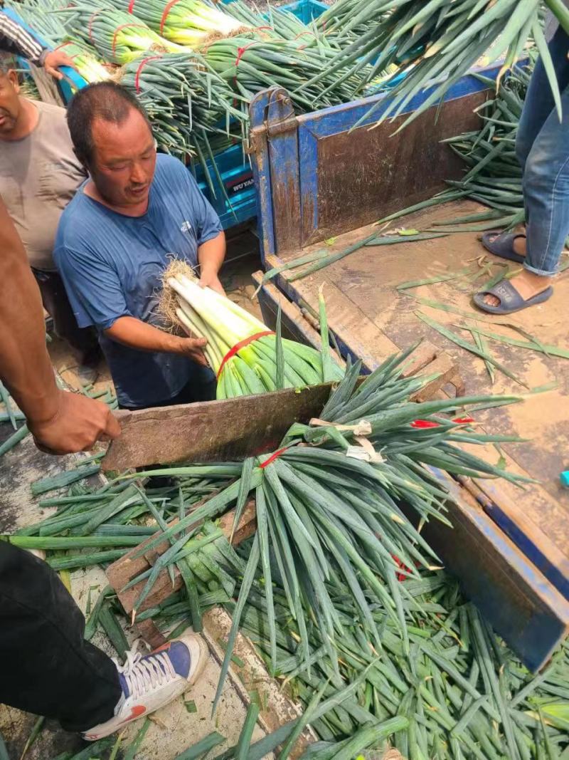 河南焦作地膜钢葱大量上市货源充足欢迎全国客商前来