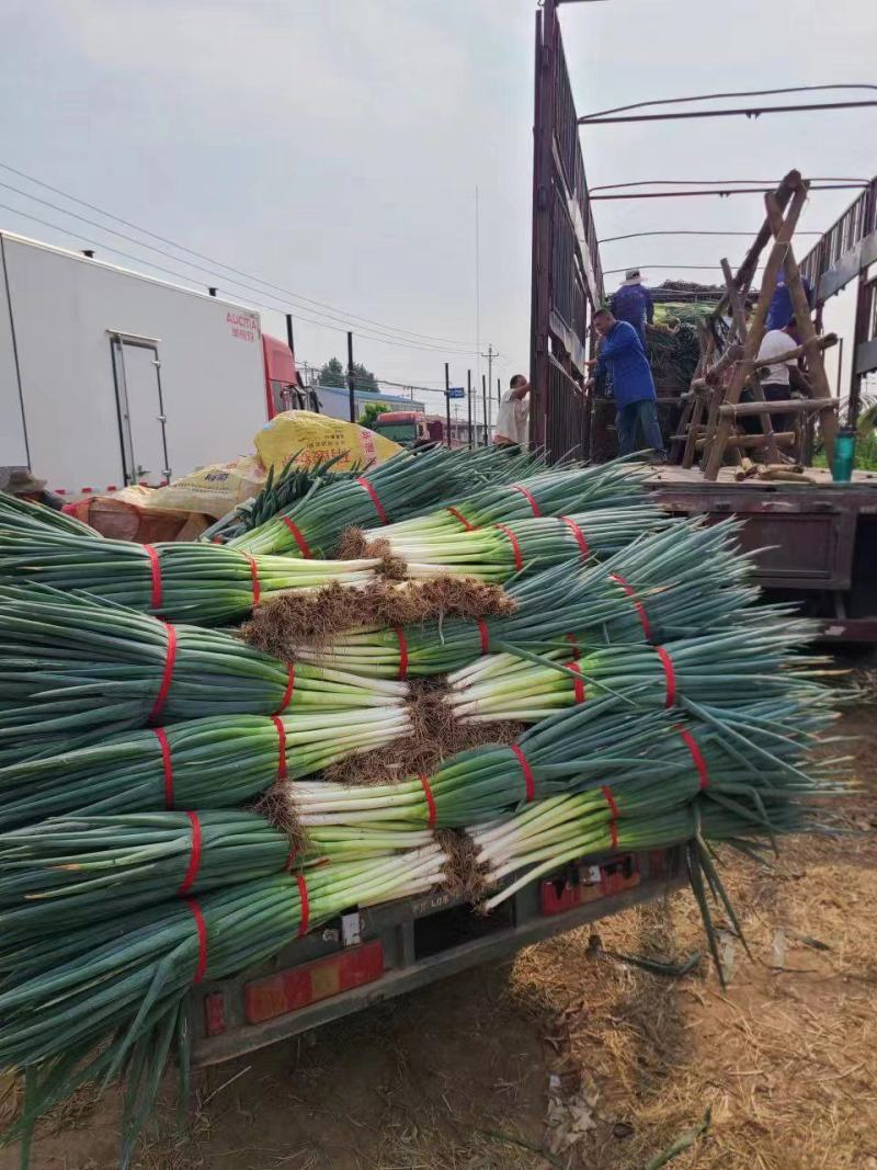 河南焦作地膜钢葱大量上市货源充足欢迎全国客商前来