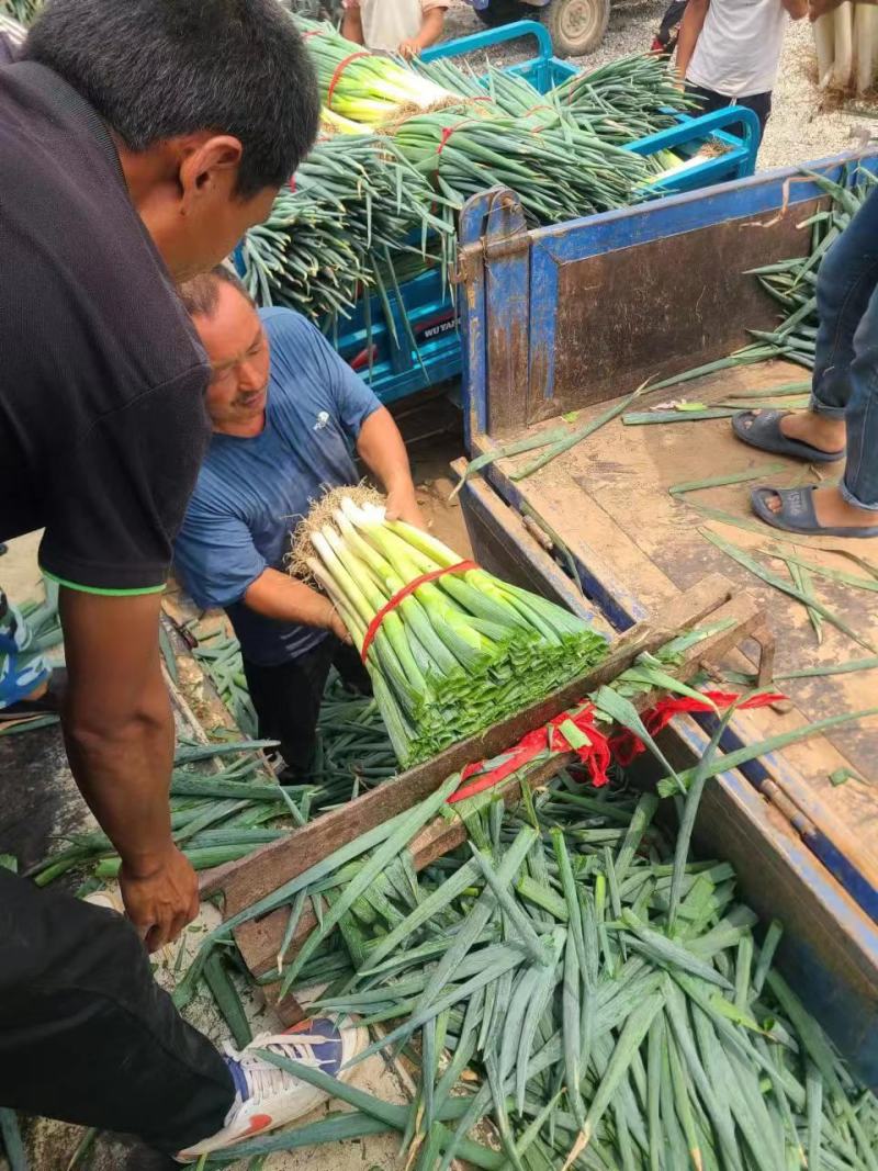 河南焦作地膜钢葱大量上市货源充足欢迎全国客商前来