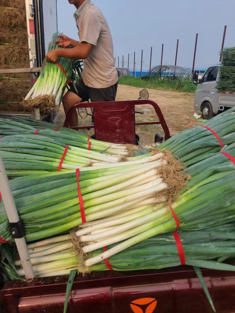 河南焦作地膜钢葱大量上市货源充足欢迎全国客商前来