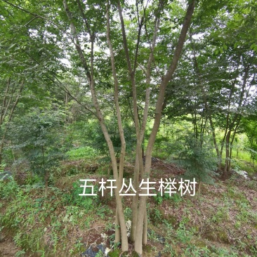 5到8公分五杆丛生榉树