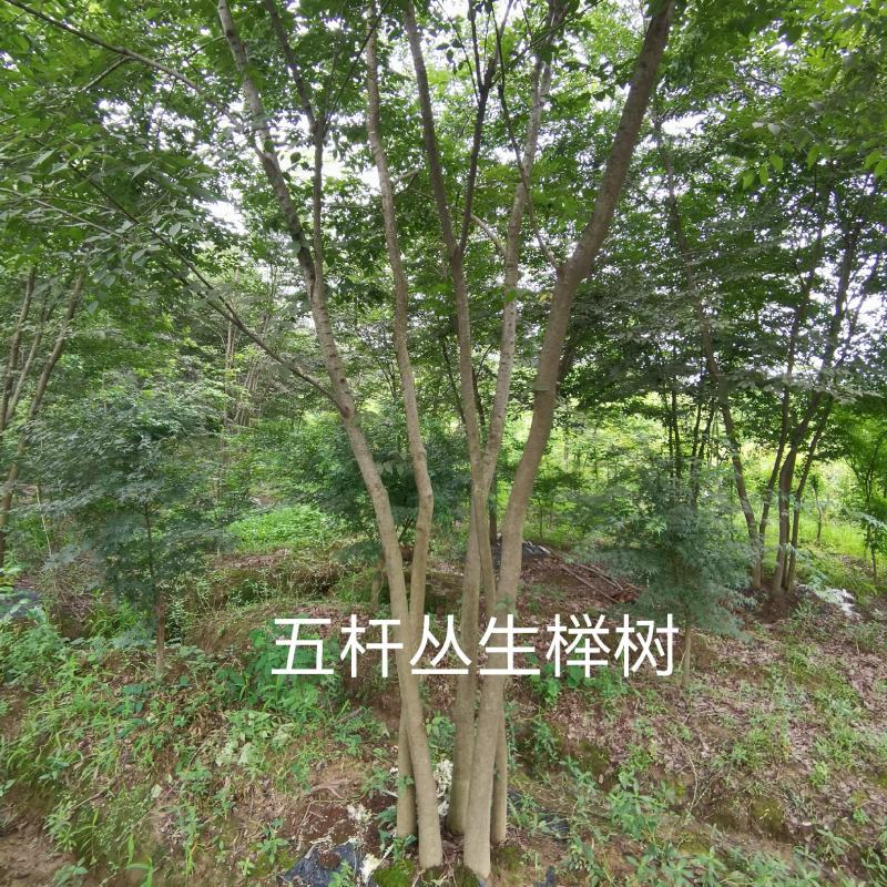 5到8公分五杆丛生榉树
