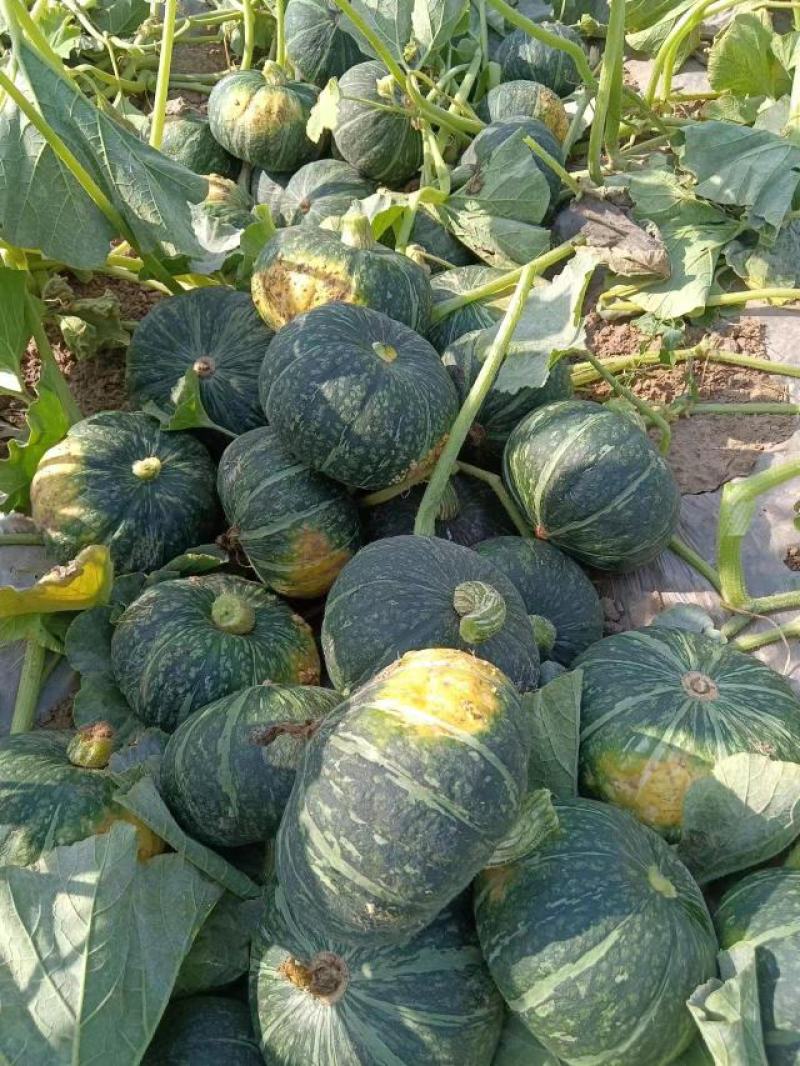 板栗南瓜，要的联系我，大量有货