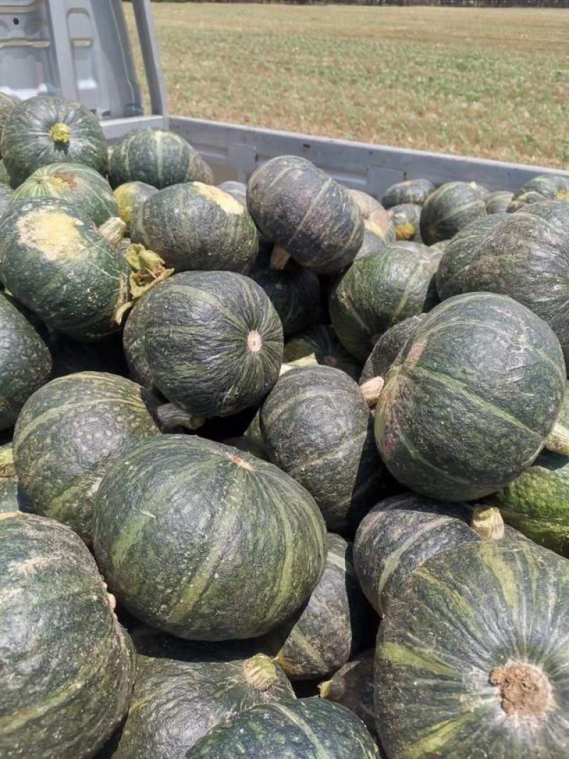 板栗南瓜，要的联系我，大量有货