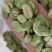 蚕豆大量有货常年供应挑选货手拣果