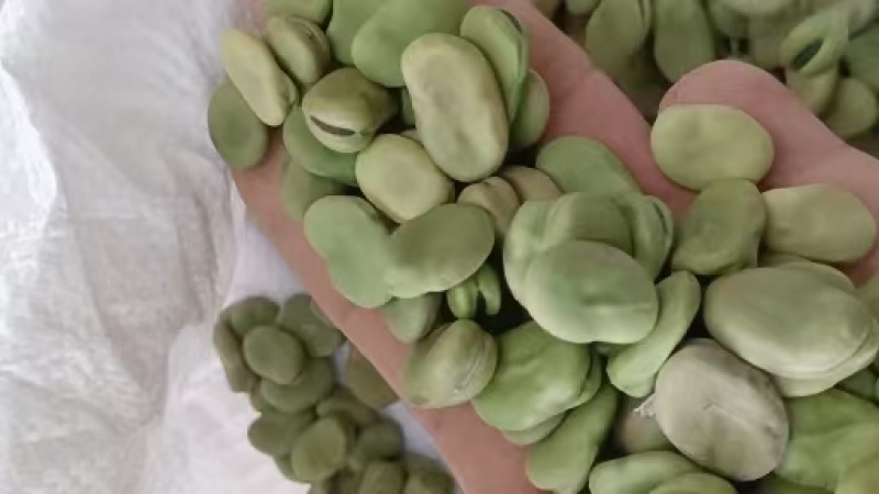 蚕豆大量有货常年供应挑选货手拣果