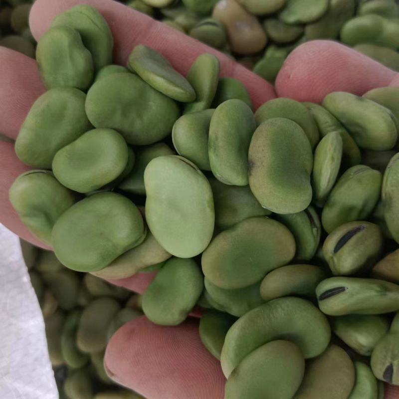 蚕豆大量有货常年供应挑选货手拣果