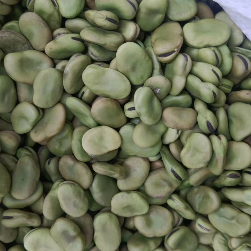 蚕豆大量有货常年供应挑选货手拣果