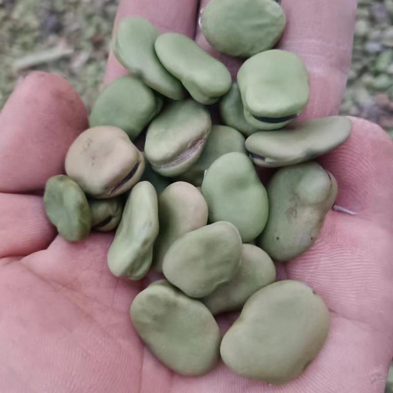 蚕豆大量有货常年供应挑选货手拣果