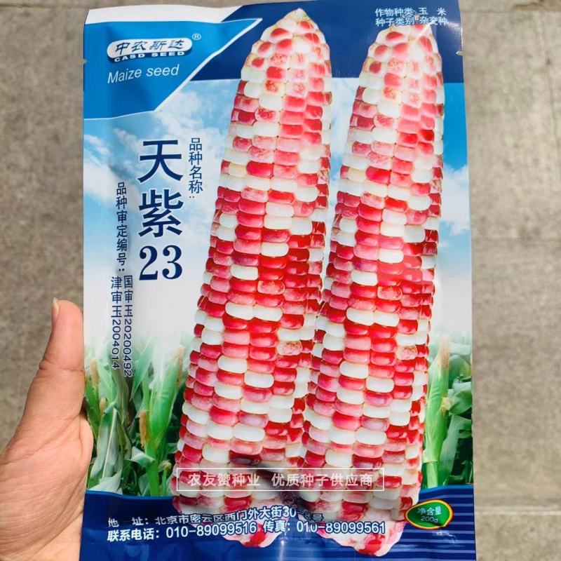 中农斯达天紫23玉米种子彩糯玉米种子紫白相间基地专用