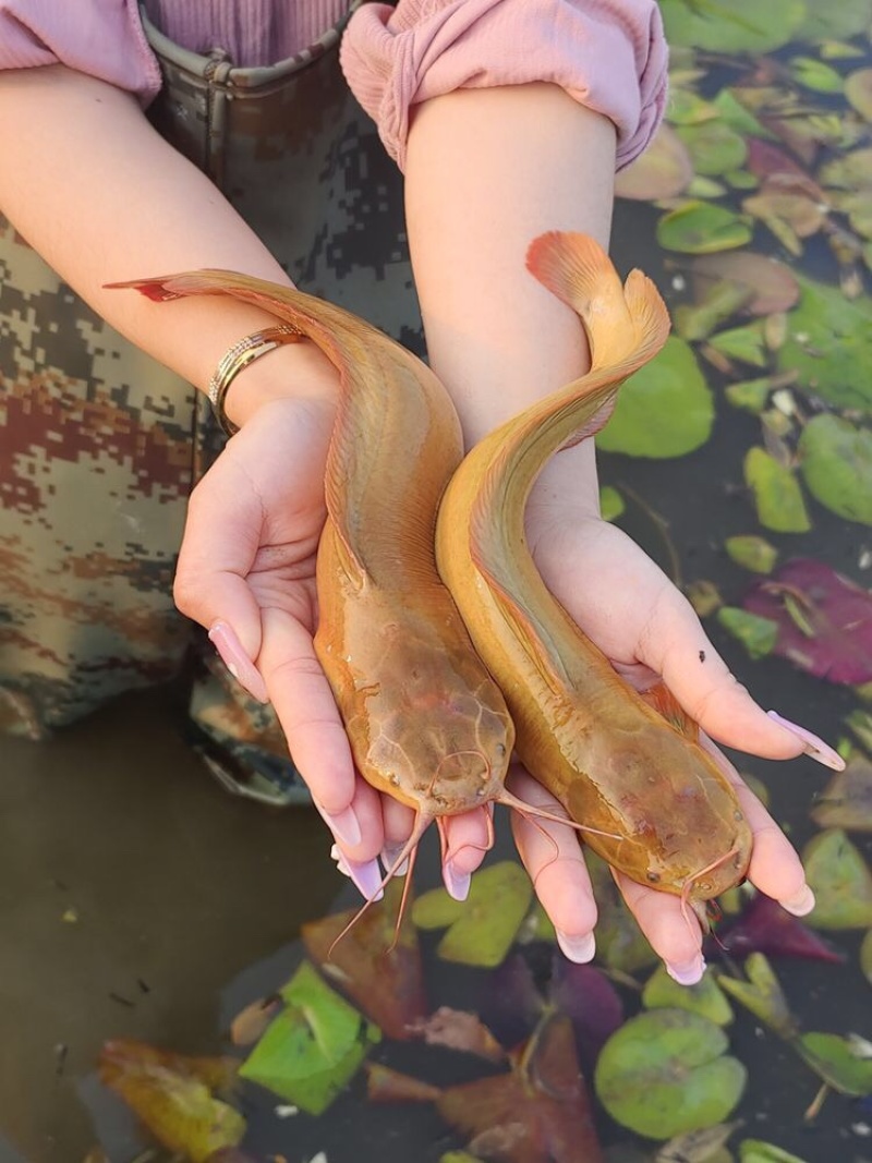 塘角鱼苗本地皇妃一号土塘虱塘鲺淡水胡子鲶