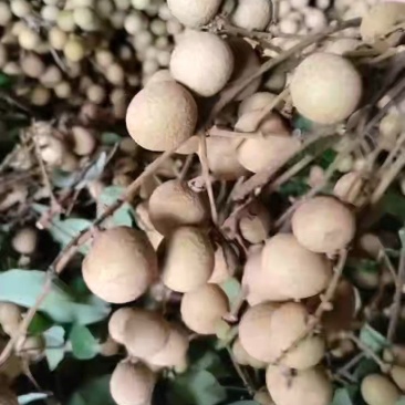 龙眼