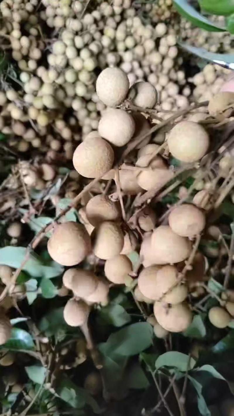 龙眼