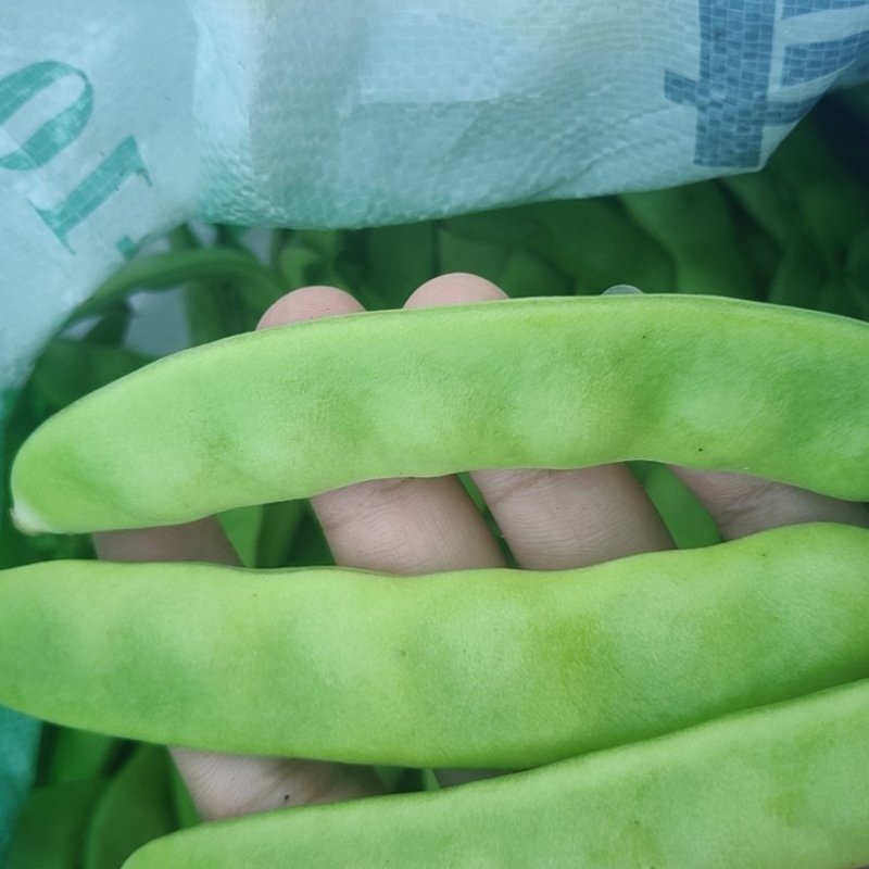 豆角