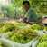 精品新疆无核白葡萄诚信经营一手货源品质保证诚信经营欢迎采购