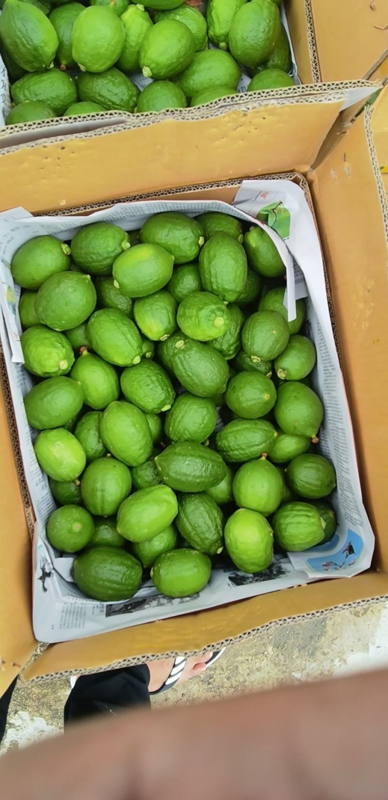 广东无籽香水柠檬
