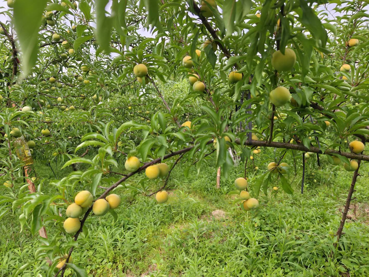 蜂糖李果实特写