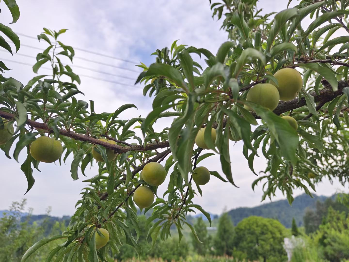 蜂糖李成熟果实特写
