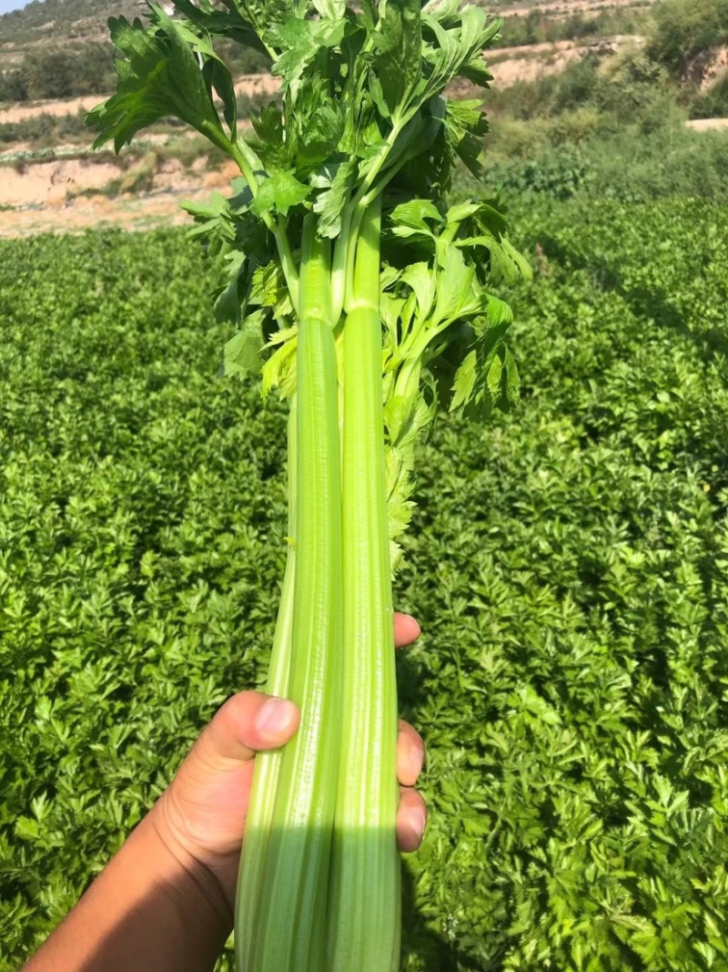 西芹