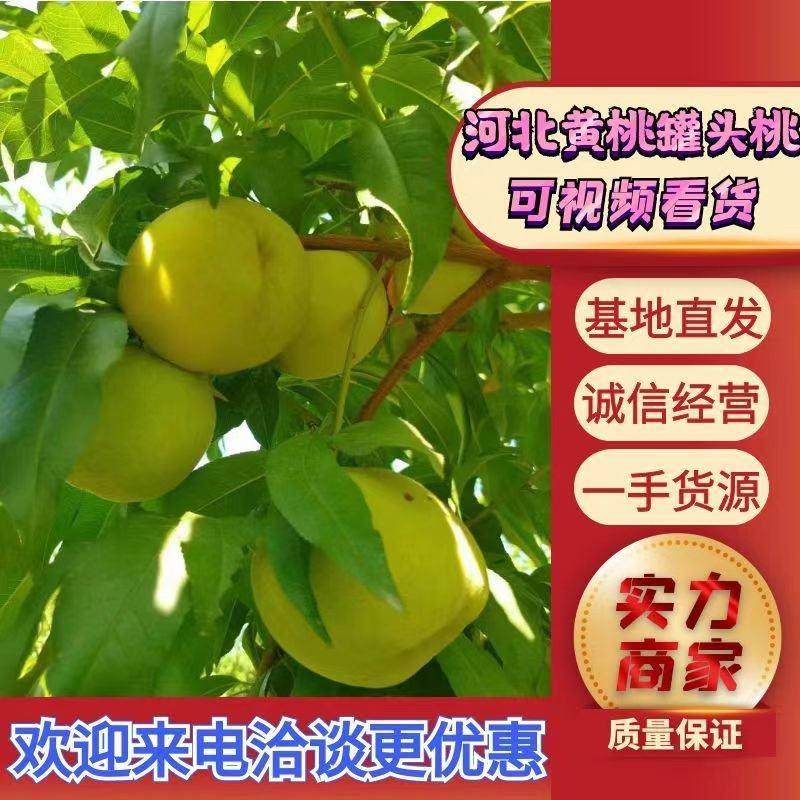 83黄桃罐头厂用大量上市了