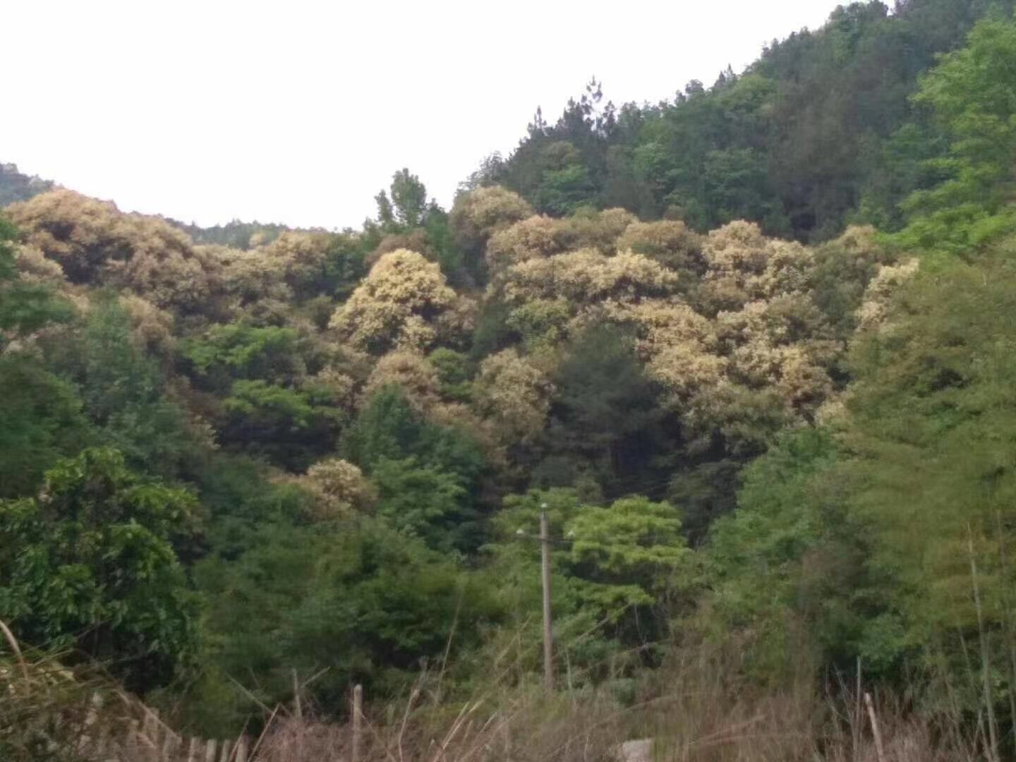 80岁老太太用蜂蜜涂脸经历
