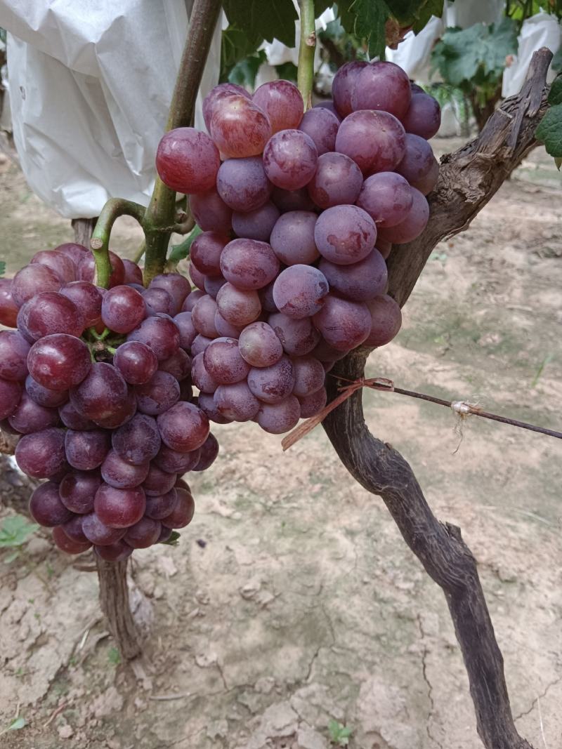 红无核葡萄已大量上市，颗粒大，色泽靓1~2斤5%以下