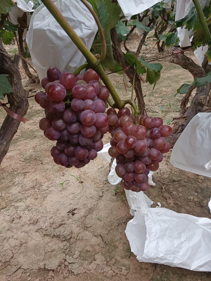红无核葡萄已大量上市，颗粒大，色泽靓1~2斤5%以下