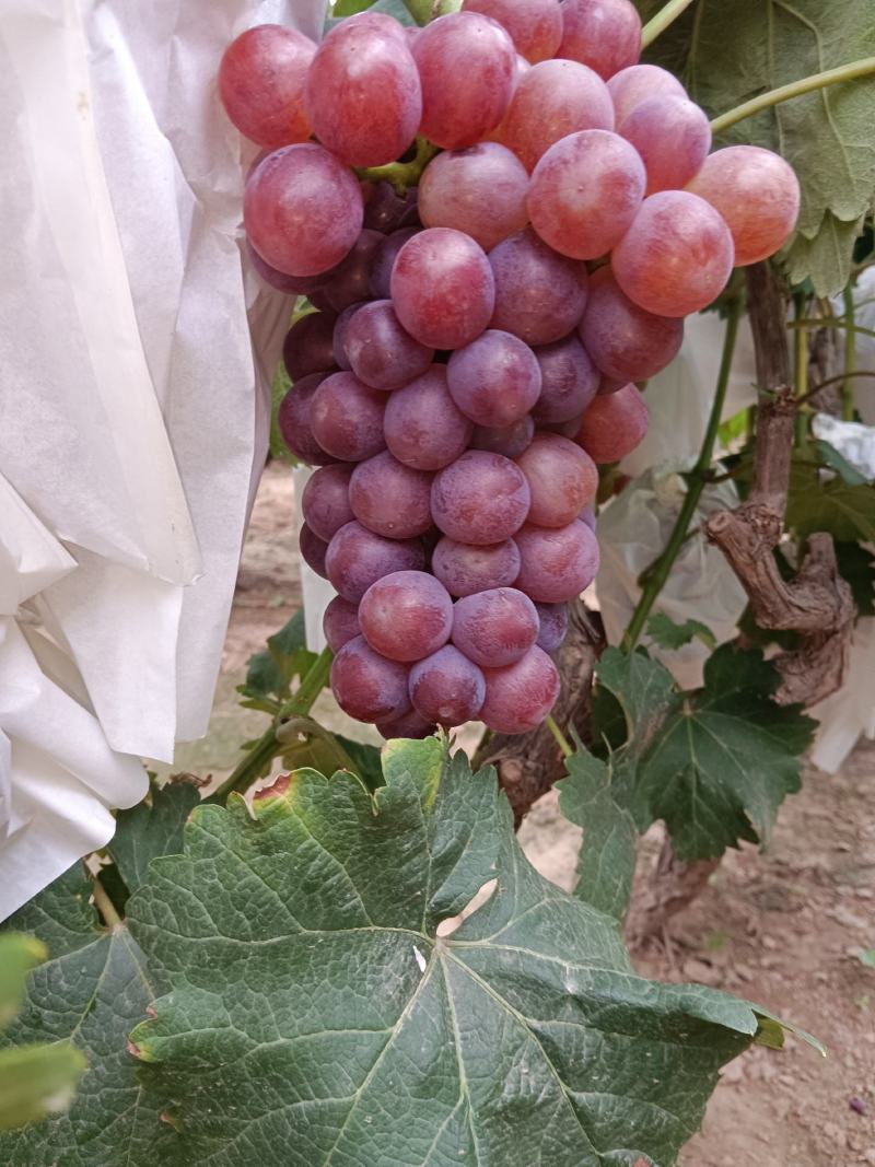 红无核葡萄已大量上市，颗粒大，色泽靓1~2斤5%以下