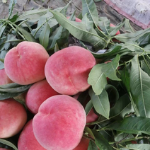 河北陆地景红红岗山大久保水蜜桃🍑大量上市