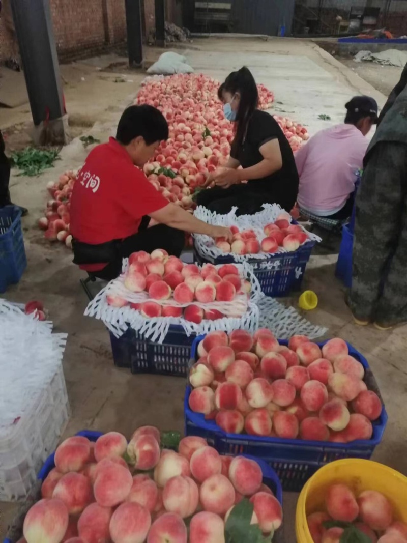 河北陆地景红红岗山大久保水蜜桃🍑大量上市