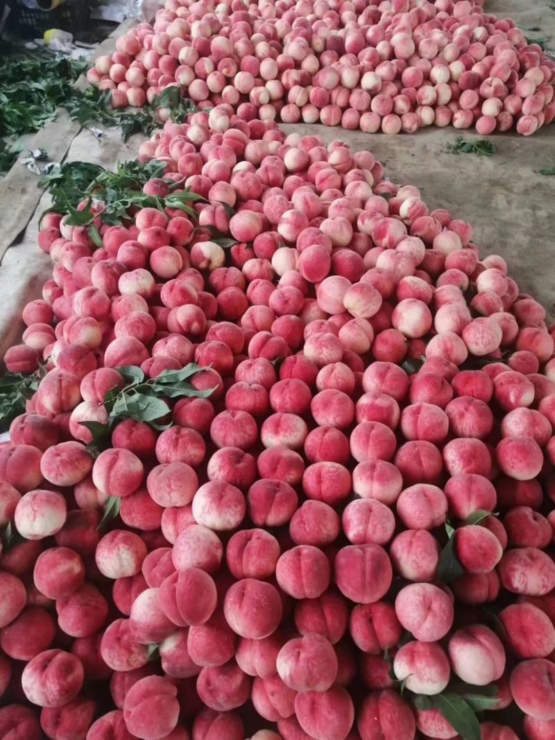 河北陆地景红红岗山大久保水蜜桃🍑大量上市